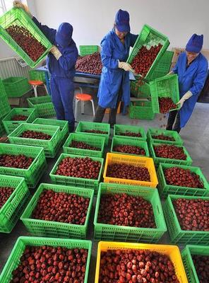 宁夏农产品加工企业2009年销售收入超过10亿元